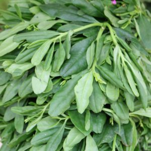 Fresh Waterleaf (1 bunch)