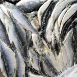 Fresh (Frozen) Shawa Fish (1 carton)