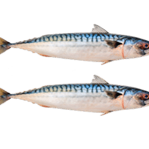 Fresh (Frozen) Titus ( Half kilo)