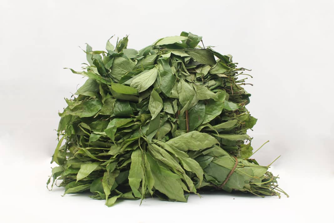 Fresh Okazi Leaf - Image 3