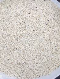 White Guinea Corn (1 Paint)